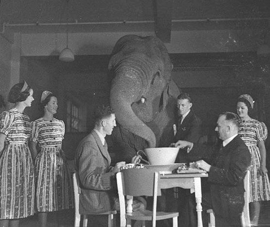 De olifant in de kamer